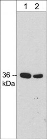 Annexin A2 Antibody in Western Blot (WB)