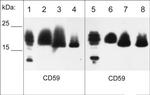 CD59 Antibody in Western Blot (WB)