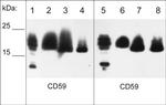 CD59 Antibody in Western Blot (WB)