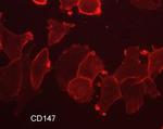 CD147 Antibody in Immunocytochemistry (ICC/IF)