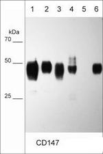 CD147 Antibody in Western Blot (WB)