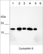 Cyclophilin B Antibody in Western Blot (WB)