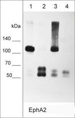 EphA2 Antibody in Western Blot (WB)