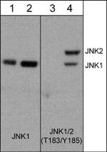 JNK1 Antibody in Western Blot (WB)