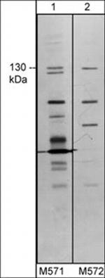 TRPM8 Antibody in Western Blot (WB)