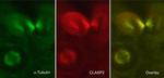 CLASP2 Antibody in Immunocytochemistry (ICC/IF)