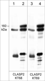 CLASP2 Antibody in Western Blot (WB)