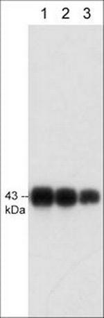 Connexin 43 Antibody in Western Blot (WB)