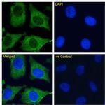 CD299 (DC-SIGN/L) Chimeric Antibody in Immunocytochemistry (ICC/IF)