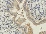 Syntaxin 1 Antibody in Immunohistochemistry (PFA fixed) (IHC (PFA))