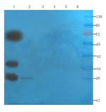 SNAP25 Antibody in Western Blot (WB)