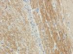 SEPT5 Antibody in Immunohistochemistry (PFA fixed) (IHC (PFA))