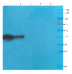 SEPT5 Antibody in Western Blot (WB)