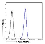 Annexin A1 Antibody in Flow Cytometry (Flow)