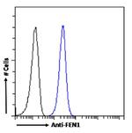 FEN1 Antibody in Flow Cytometry (Flow)