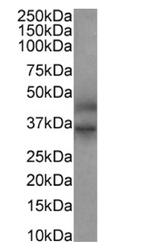 FEN1 Antibody in Western Blot (WB)