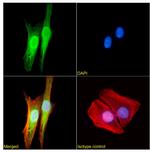 GSTP1 Antibody in Immunocytochemistry (ICC/IF)