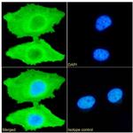 PRDX4 Antibody in Immunocytochemistry (ICC/IF)