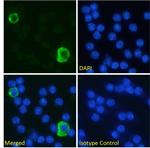 PD-L1 (CD274) Chimeric Antibody in Immunocytochemistry (ICC/IF)