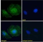 Paxillin Chimeric Antibody in Immunocytochemistry (ICC/IF)