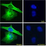 alpha Tubulin Chimeric Antibody in Immunocytochemistry (ICC/IF)