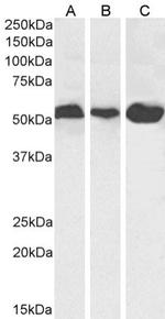 alpha Tubulin Chimeric Antibody in Western Blot (WB)