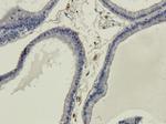 Galanin Chimeric Antibody in Immunohistochemistry (PFA fixed) (IHC (PFA))