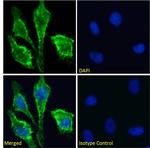 CD147 Antibody in Immunocytochemistry (ICC/IF)