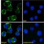 CD81 Antibody in Immunocytochemistry (ICC/IF)