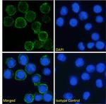 CD64 Chimeric Antibody in Immunocytochemistry (ICC/IF)