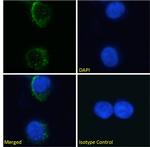 CD235a (Glycophorin A) Antibody in Immunocytochemistry (ICC/IF)