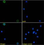 CD154 (CD40 Ligand) Chimeric Antibody in Immunocytochemistry (ICC/IF)