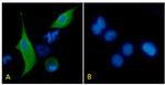 Podoplanin Chimeric Antibody in Immunocytochemistry (ICC/IF)