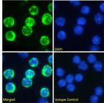 CD74 Chimeric Antibody in Immunocytochemistry (ICC/IF)