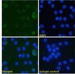 B7-H3 (CD276) Chimeric Antibody in Immunocytochemistry (ICC/IF)