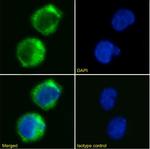 CD35 Chimeric Antibody in Immunocytochemistry (ICC/IF)