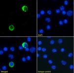 Ly-6G/Ly-6C Chimeric Antibody in Immunocytochemistry (ICC/IF)