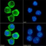 4-1BB Ligand Chimeric Antibody in Immunocytochemistry (ICC/IF)