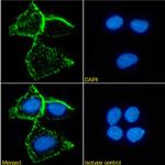 CD66 Antibody in Immunocytochemistry (ICC/IF)