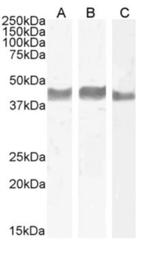 TIGIT Chimeric Antibody in Western Blot (WB)