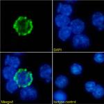 CD223 Chimeric Antibody in Immunocytochemistry (ICC/IF)