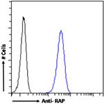 RAP Chimeric Antibody in Flow Cytometry (Flow)