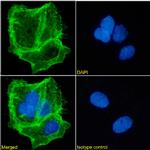 EpCAM (CD326) Antibody in Immunocytochemistry (ICC/IF)