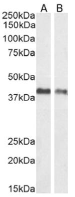 EpCAM (CD326) Antibody in Western Blot (WB)