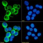 TLR2 Chimeric Antibody in Immunocytochemistry (ICC/IF)