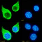 CSF1R Chimeric Antibody in Immunocytochemistry (ICC/IF)