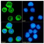 CD45RA Chimeric Antibody in Immunocytochemistry (ICC/IF)