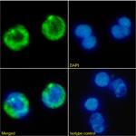 CD41 Chimeric Antibody in Immunocytochemistry (ICC/IF)