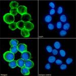 CD43 Chimeric Antibody in Immunocytochemistry (ICC/IF)