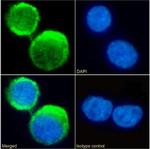 C5AR1 Chimeric Antibody in Immunocytochemistry (ICC/IF)